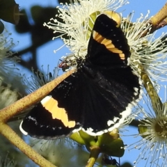 Eutrichopidia latinus (Yellow-banded Day-moth) at ANBG - 28 Feb 2020 by HelenCross