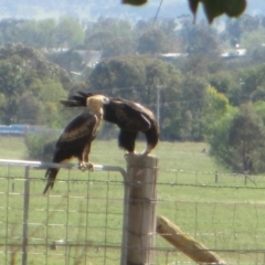 Aquila audax (Wedge-tailed Eagle) at Symonston, ACT - 15 Mar 2020 by Callum Brae Rural Property