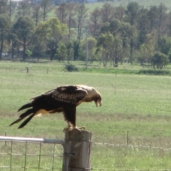 Aquila audax at Symonston, ACT - 16 Mar 2020