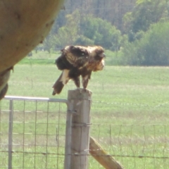 Aquila audax at Symonston, ACT - 16 Mar 2020 09:30 AM