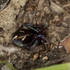 Habronestes sp. (genus) (An ant-eating spider) at Bruce Ridge - 29 Oct 2016 by Bron