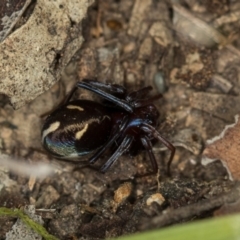 Habronestes sp. (genus) (An ant-eating spider) at Bruce, ACT - 29 Oct 2016 by Bron