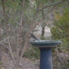 Colluricincla harmonica (Grey Shrikethrush) at Wamboin, NSW - 14 Jan 2020 by natureguy