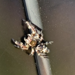 Sandalodes superbus (Ludicra Jumping Spider) at Black Range, NSW - 16 Mar 2020 by StephH