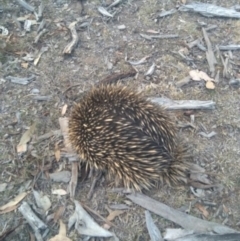 Tachyglossus aculeatus (Short-beaked Echidna) at Symonston, ACT - 19 Nov 2019 by CallumBraeRuralProperty