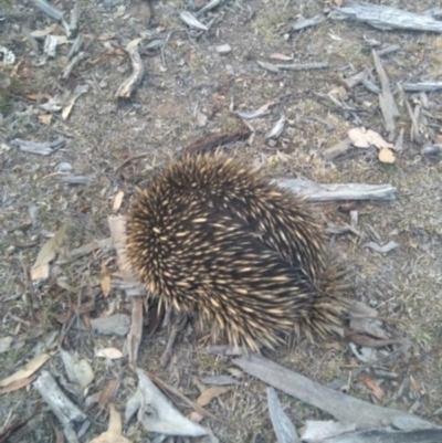 Tachyglossus aculeatus (Short-beaked Echidna) at Callum Brae - 19 Nov 2019 by CallumBraeRuralProperty