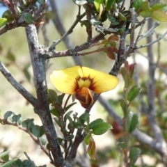 Bossiaea buxifolia (Matted Bossiaea) at Theodore, ACT - 16 Mar 2020 by owenh