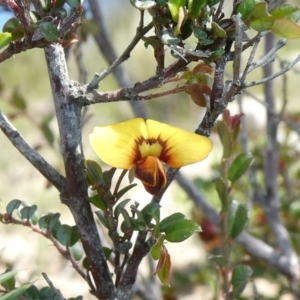 Bossiaea buxifolia at Theodore, ACT - 16 Mar 2020