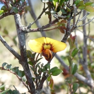 Bossiaea buxifolia (Matted Bossiaea) at Theodore, ACT - 16 Mar 2020 by Owen