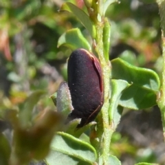 Bossiaea buxifolia at Theodore, ACT - 16 Mar 2020