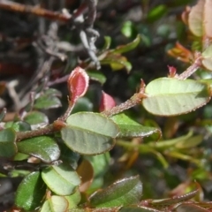 Bossiaea buxifolia at Theodore, ACT - 16 Mar 2020