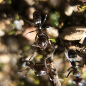 Iridomyrmex sp. (genus) at Aranda, ACT - 16 Mar 2020