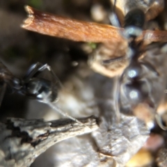 Iridomyrmex sp. (genus) at Aranda, ACT - 16 Mar 2020