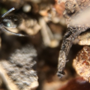 Iridomyrmex sp. (genus) at Aranda, ACT - 16 Mar 2020