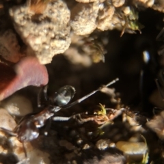 Iridomyrmex sp. (genus) at Aranda, ACT - 16 Mar 2020