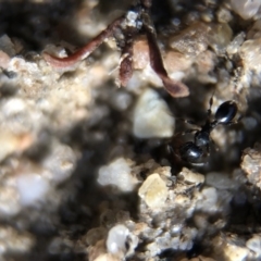 Pheidole sp. (genus) (Seed-harvesting ant) at Aranda, ACT - 16 Mar 2020 by Jubeyjubes