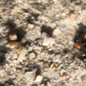Pheidole sp. (genus) at Aranda, ACT - 16 Mar 2020