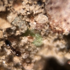 Monomorium sp. (genus) (A Monomorium ant) at Aranda, ACT - 16 Mar 2020 by Jubeyjubes