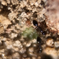 Monomorium sp. (genus) at Aranda, ACT - 16 Mar 2020
