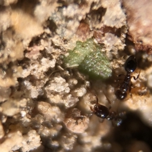 Monomorium sp. (genus) at Aranda, ACT - 16 Mar 2020