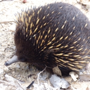 Tachyglossus aculeatus at Black Range, NSW - 16 Mar 2020 02:27 PM