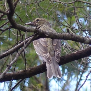 Oriolus sagittatus at Black Range, NSW - 16 Mar 2020