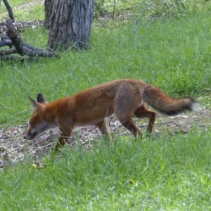 Vulpes vulpes at Black Range, NSW - 16 Mar 2020