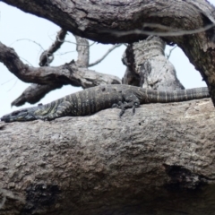 Varanus varius (Lace Monitor) at Black Range, NSW - 16 Mar 2020 by MatthewHiggins