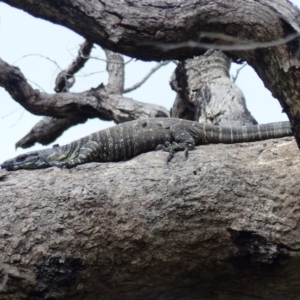 Varanus varius at Black Range, NSW - suppressed