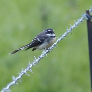 Rhipidura albiscapa at Black Range, NSW - 16 Mar 2020