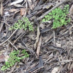 Adiantum aethiopicum at Black Range, NSW - suppressed