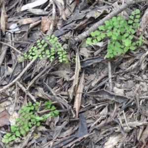 Adiantum aethiopicum at Black Range, NSW - 16 Mar 2020