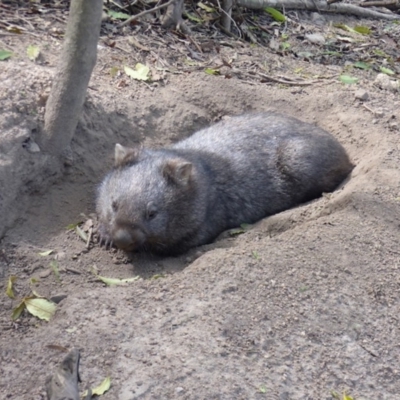 Vombatus ursinus (Common wombat, Bare-nosed Wombat) at Black Range, NSW - 16 Mar 2020 by MatthewHiggins