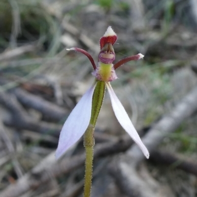 Eriochilus cucullatus (Parson's Bands) at Tuggeranong DC, ACT - 16 Mar 2020 by owenh