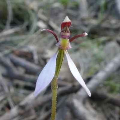 Eriochilus cucullatus (Parson's Bands) at Tuggeranong Hill - 16 Mar 2020 by Owen