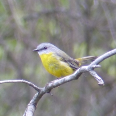 Eopsaltria australis (Eastern Yellow Robin) at Black Range, NSW - 16 Mar 2020 by MatthewHiggins