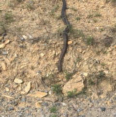 Notechis scutatus (Tiger Snake) at Wamboin, NSW - 11 Mar 2020 by davidmcdonald