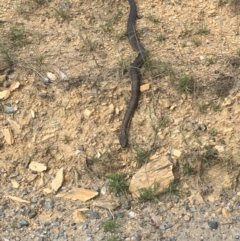 Notechis scutatus (Tiger Snake) at QPRC LGA - 11 Mar 2020 by davidmcdonald