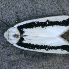 Oenosandra boisduvalii (Boisduval's Autumn Moth) at Mount Ainslie - 16 Mar 2020 by jb2602