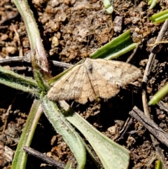 Scopula rubraria (Reddish Wave, Plantain Moth) at Molonglo River Reserve - 16 Mar 2020 by Roger
