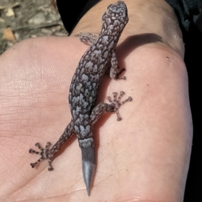Christinus marmoratus (Southern Marbled Gecko) at Stirling Park - 15 Mar 2020 by aliboogy