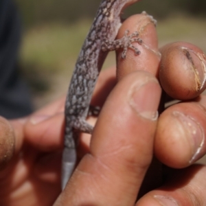 Christinus marmoratus at Yarralumla, ACT - 15 Mar 2020