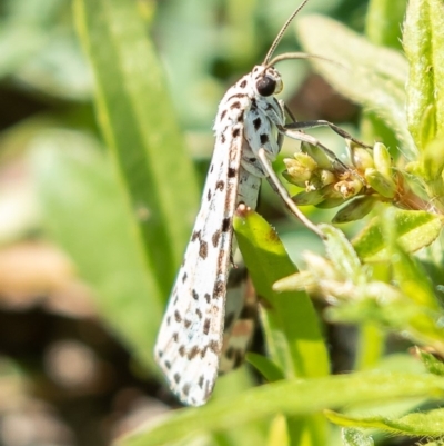 Utetheisa (genus) (A tiger moth) at Hawker, ACT - 16 Mar 2020 by Roger