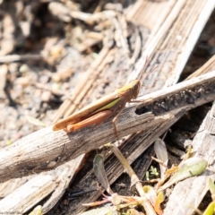 Schizobothrus flavovittatus (Disappearing Grasshopper) at Hawker, ACT - 16 Mar 2020 by Roger