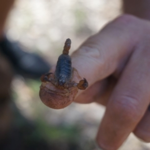 Urodacus manicatus at Yarralumla, ACT - 15 Mar 2020