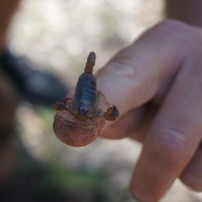 Urodacus manicatus (Black Rock Scorpion) at Yarralumla, ACT - 15 Mar 2020 by aliboogy