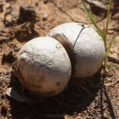 zz puffball at Yarralumla, ACT - 15 Mar 2020 by aliboogy