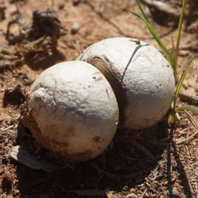 zz puffball at Stirling Park - 15 Mar 2020 by aliboogy