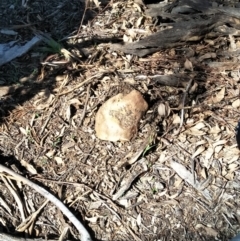 Unidentified Fungus at Canberra, ACT - 15 Mar 2020 by aliboogy