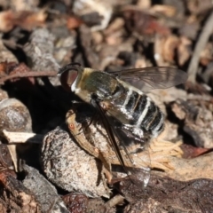 Villa sp. (genus) (Unidentified Villa bee fly) at Mount Ainslie - 16 Mar 2020 by jb2602